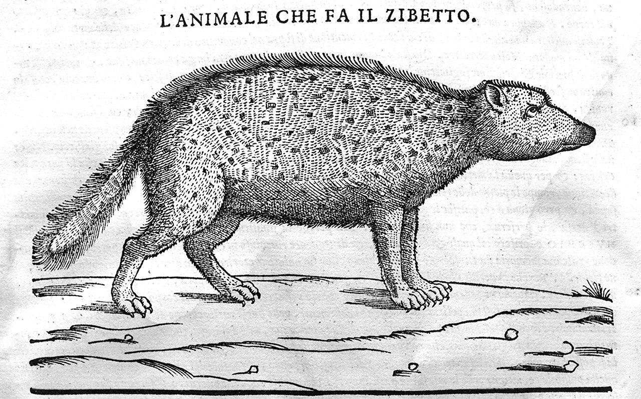 erbe mediche, animali e macchinari (stampa, serie) di Maierpeck Wolfango, Liberale Giorgio detto Gensio (sec. XVI)