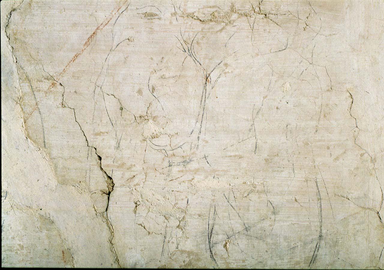 studio anatomico (disegno murale) di Buonarroti Michelangelo (cerchia) (sec. XVI)