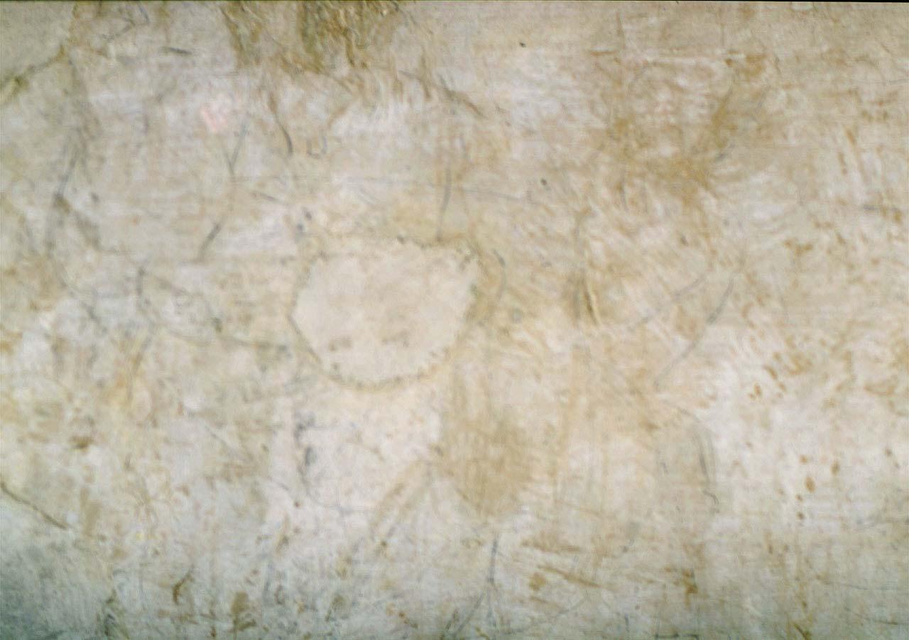 studio anatomico (disegno murale) di Buonarroti Michelangelo (cerchia) (secondo quarto sec. XVI)