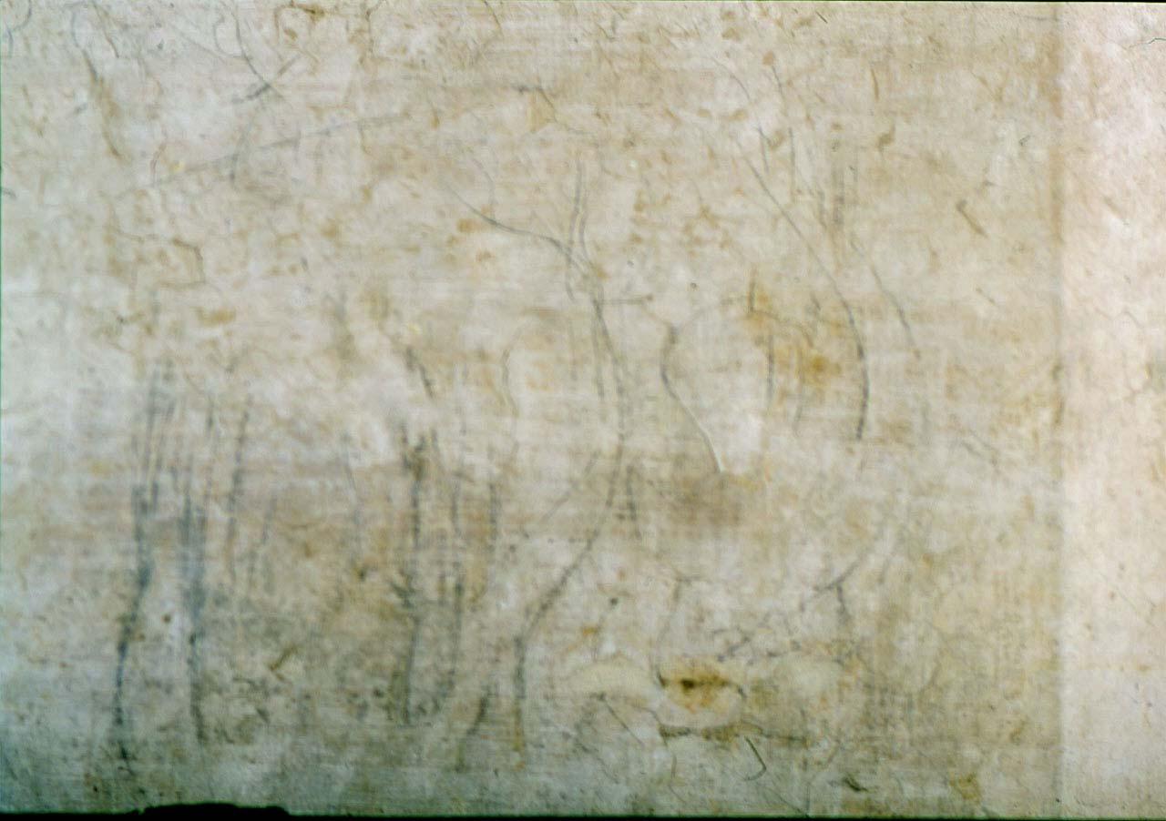 studio anatomico (?) (disegno murale) di Buonarroti Michelangelo (cerchia) (sec. XVI)