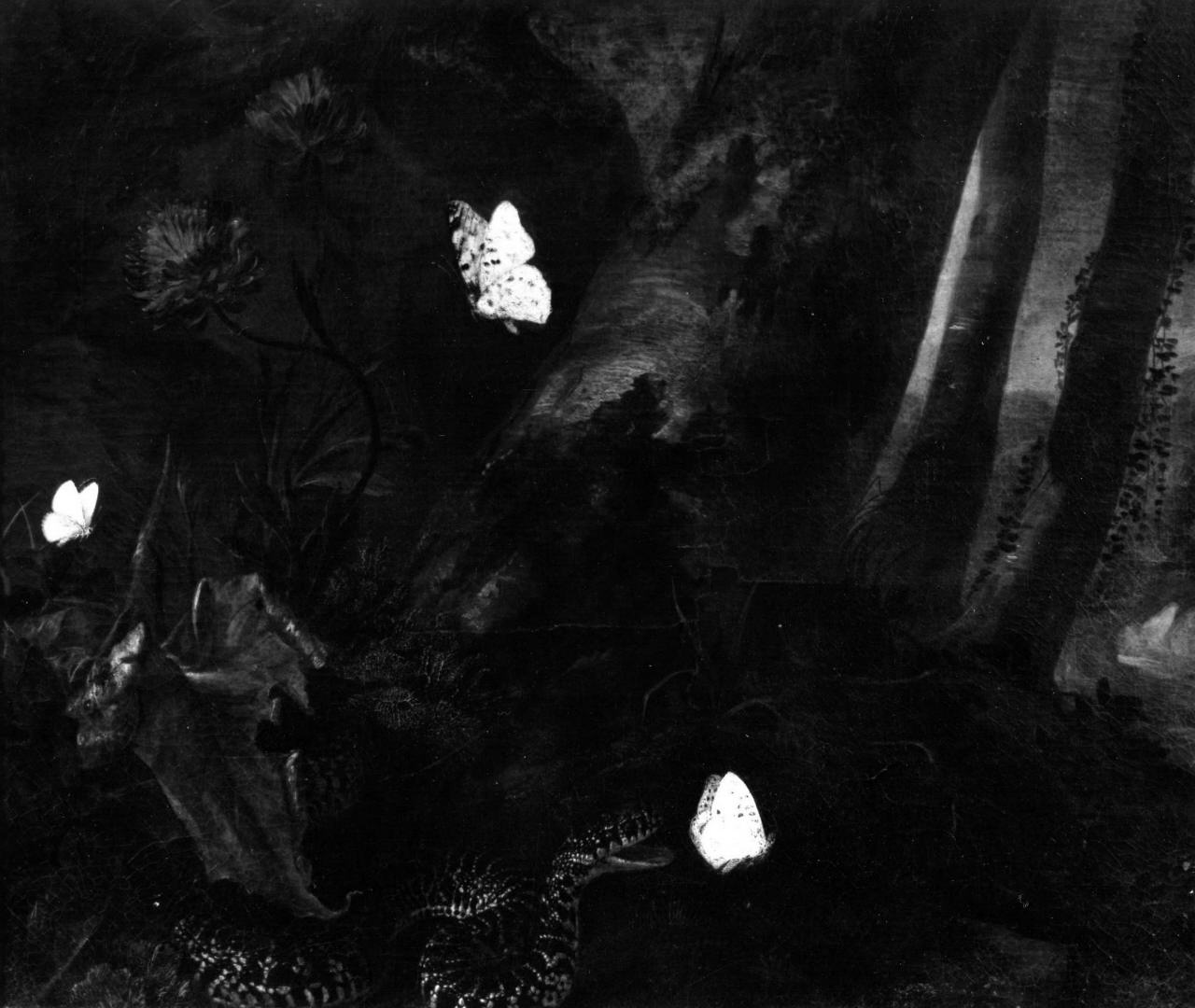farfalle, serpente, fiori (dipinto) di Van Schrieck Otto Marseus detto Ottone Marcellis (sec. XVII)
