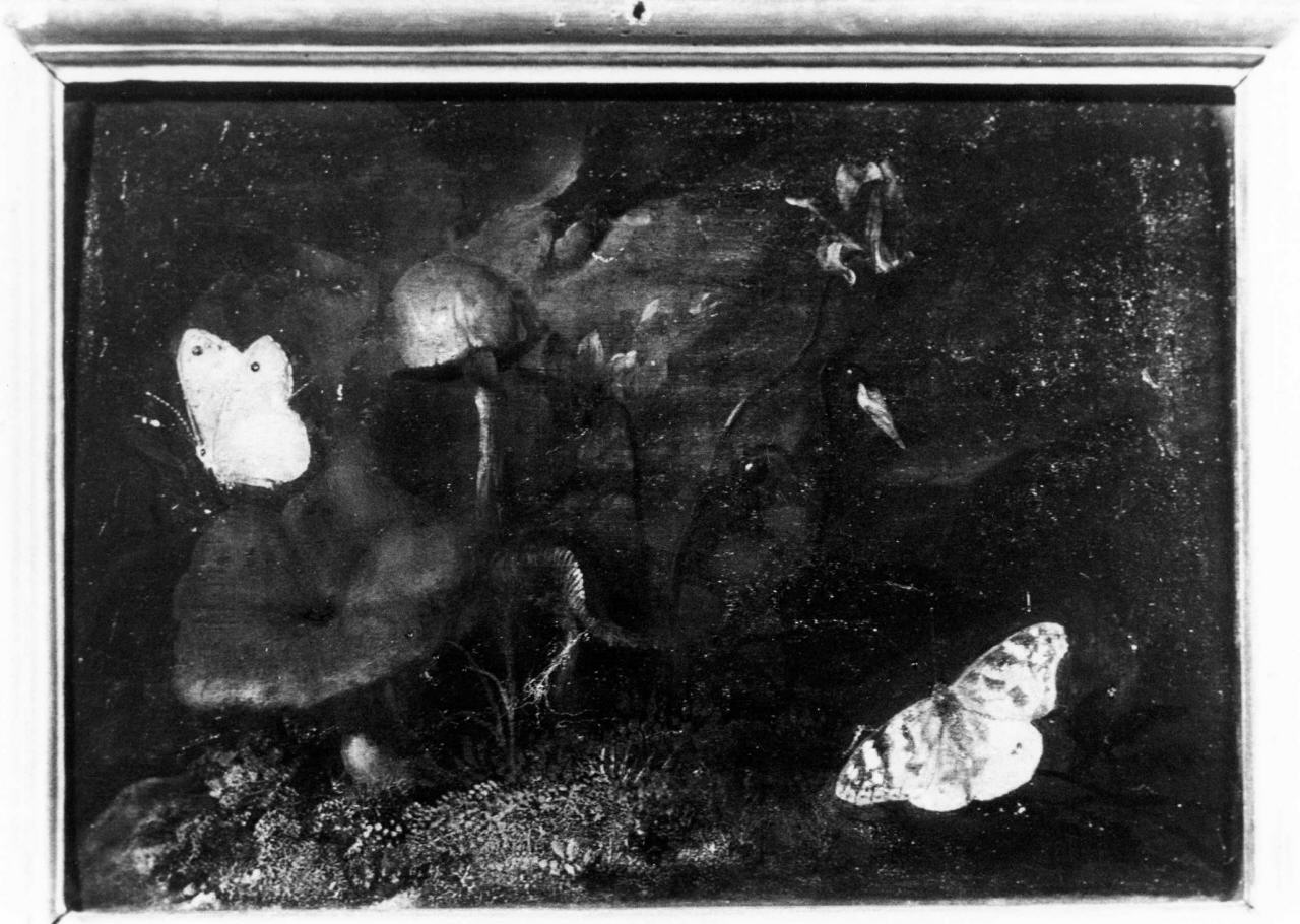 funghi, farfalle (dipinto) di Van Schrieck Otto Marseus detto Ottone Marcellis (sec. XVII)