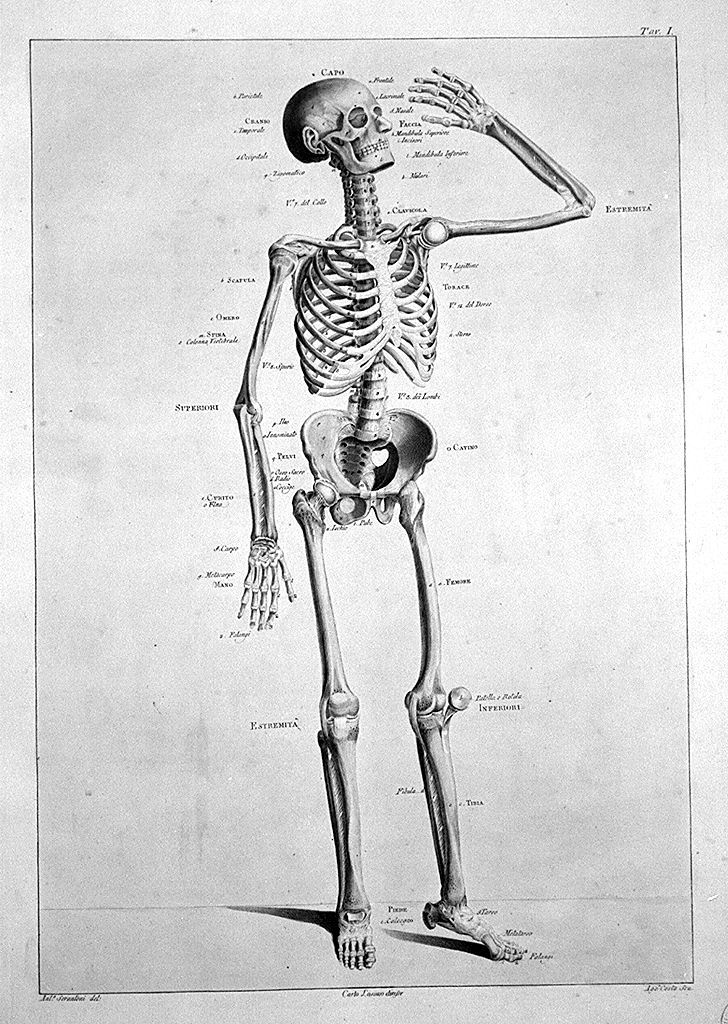 scheletro umano (stampa a colori, elemento d'insieme) di Costa Agostino, Serantoni Antonio (sec. XIX)