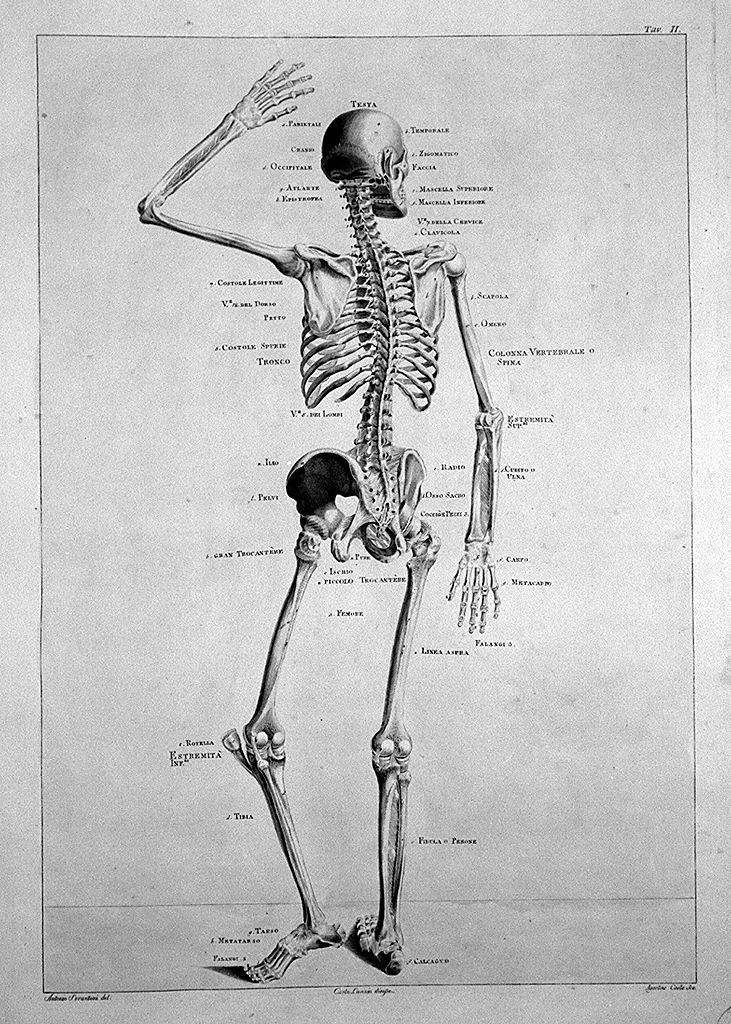 scheletro umano (stampa a colori, elemento d'insieme) di Costa Agostino, Serantoni Antonio (sec. XIX)