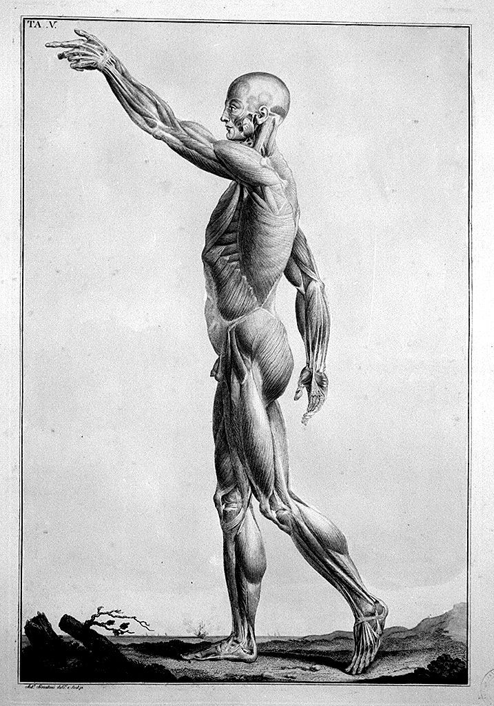 muscolatura umana (stampa a colori, elemento d'insieme) di Serantoni Antonio (sec. XIX)