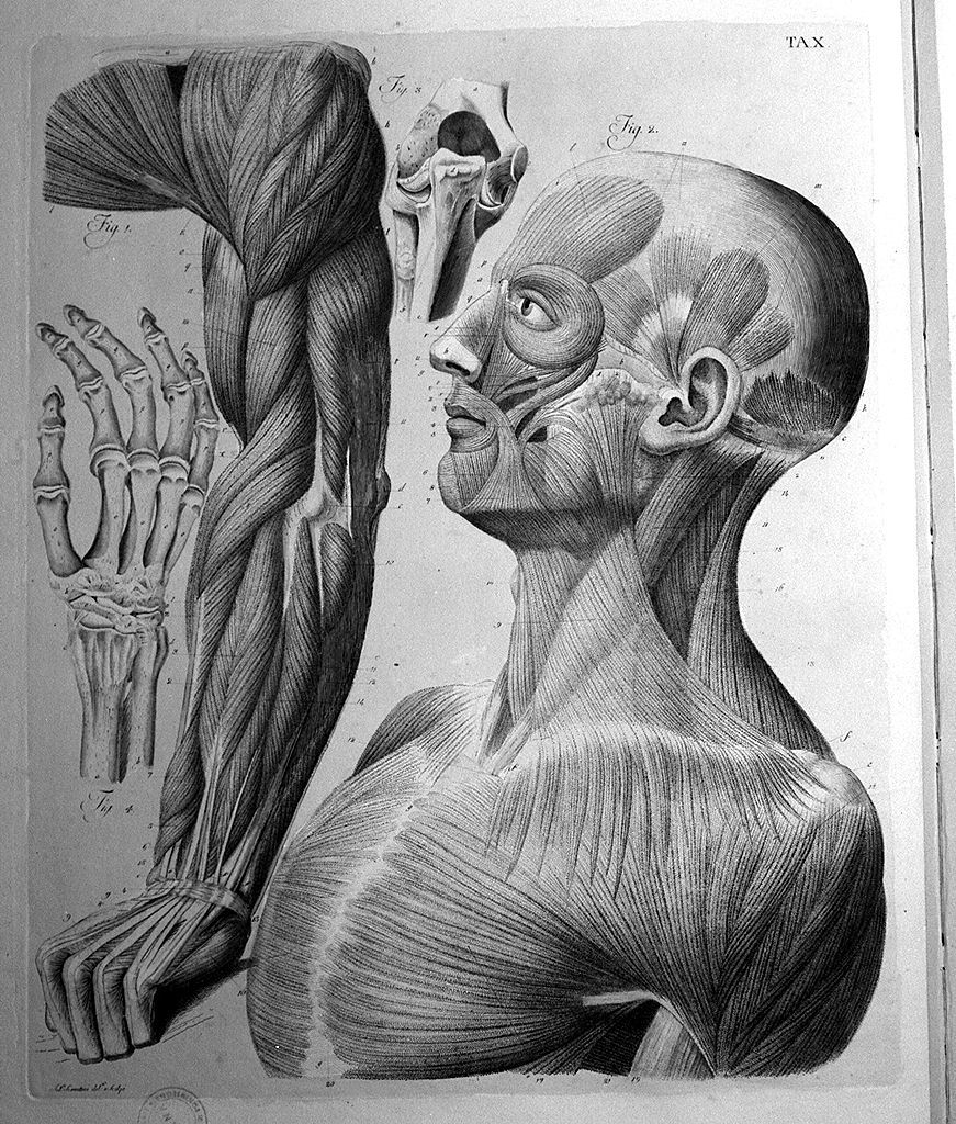 muscolatura laterale della testa, del torace e del braccio (stampa a colori, elemento d'insieme) di Serantoni Antonio (sec. XIX)