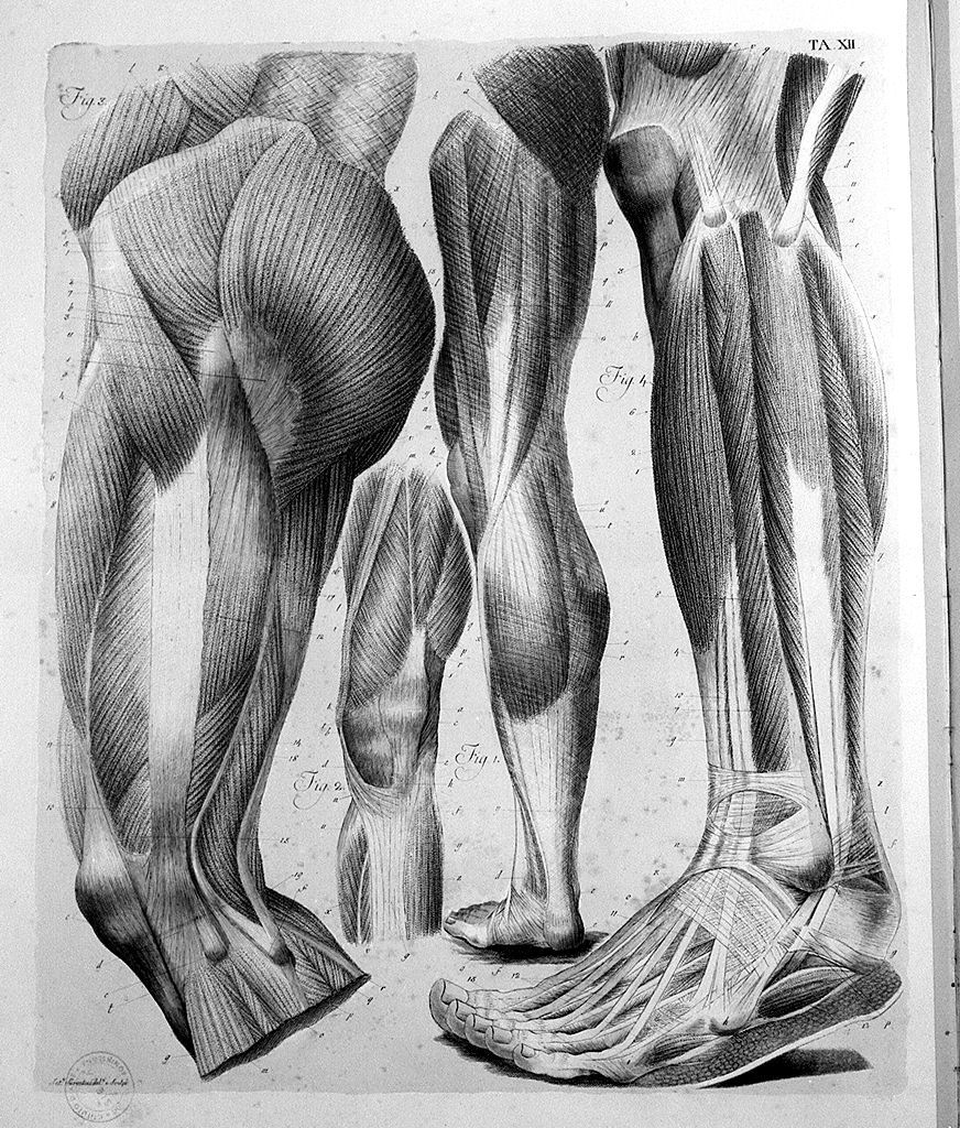 muscolatura della gamba e della coscia (stampa a colori, elemento d'insieme) di Serantoni Antonio (sec. XIX)