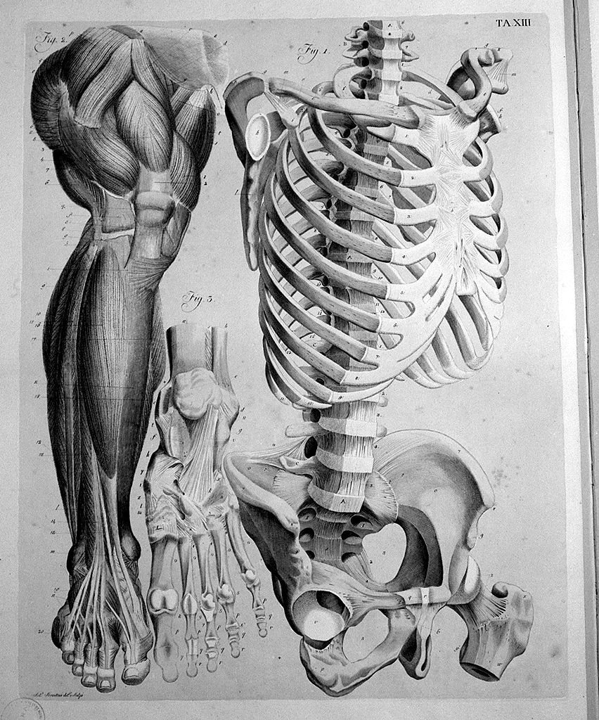 muscolatura della gamba e scheletro del tronco e del bacino (stampa a colori, elemento d'insieme) di Serantoni Antonio (sec. XIX)