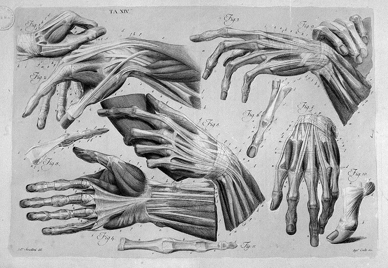muscolatura con legamenti e scheletro della mano (stampa a colori, elemento d'insieme) di Costa Agostino, Serantoni Antonio (sec. XIX)