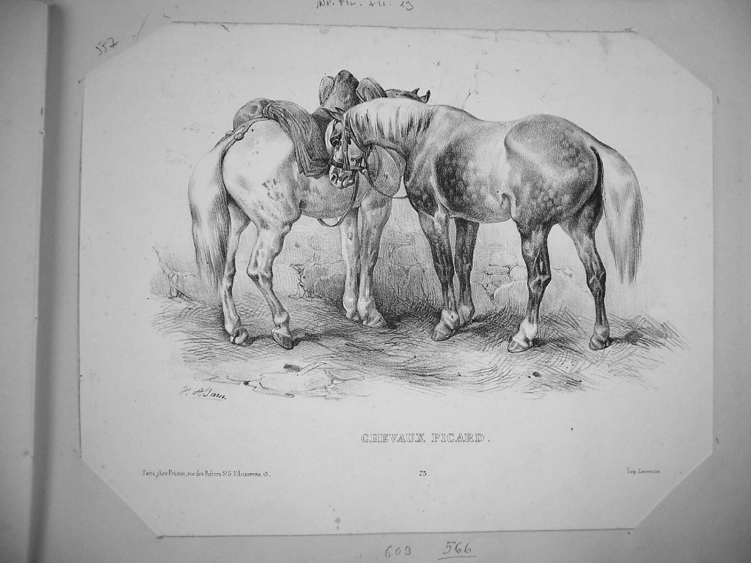 cavalli (stampa) di Lemercier, Adam Victor Jean Vincent (sec. XIX)
