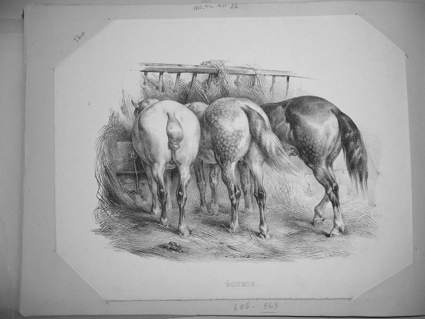cavalli (stampa) di Adam Victor Jean Vincent (sec. XIX)