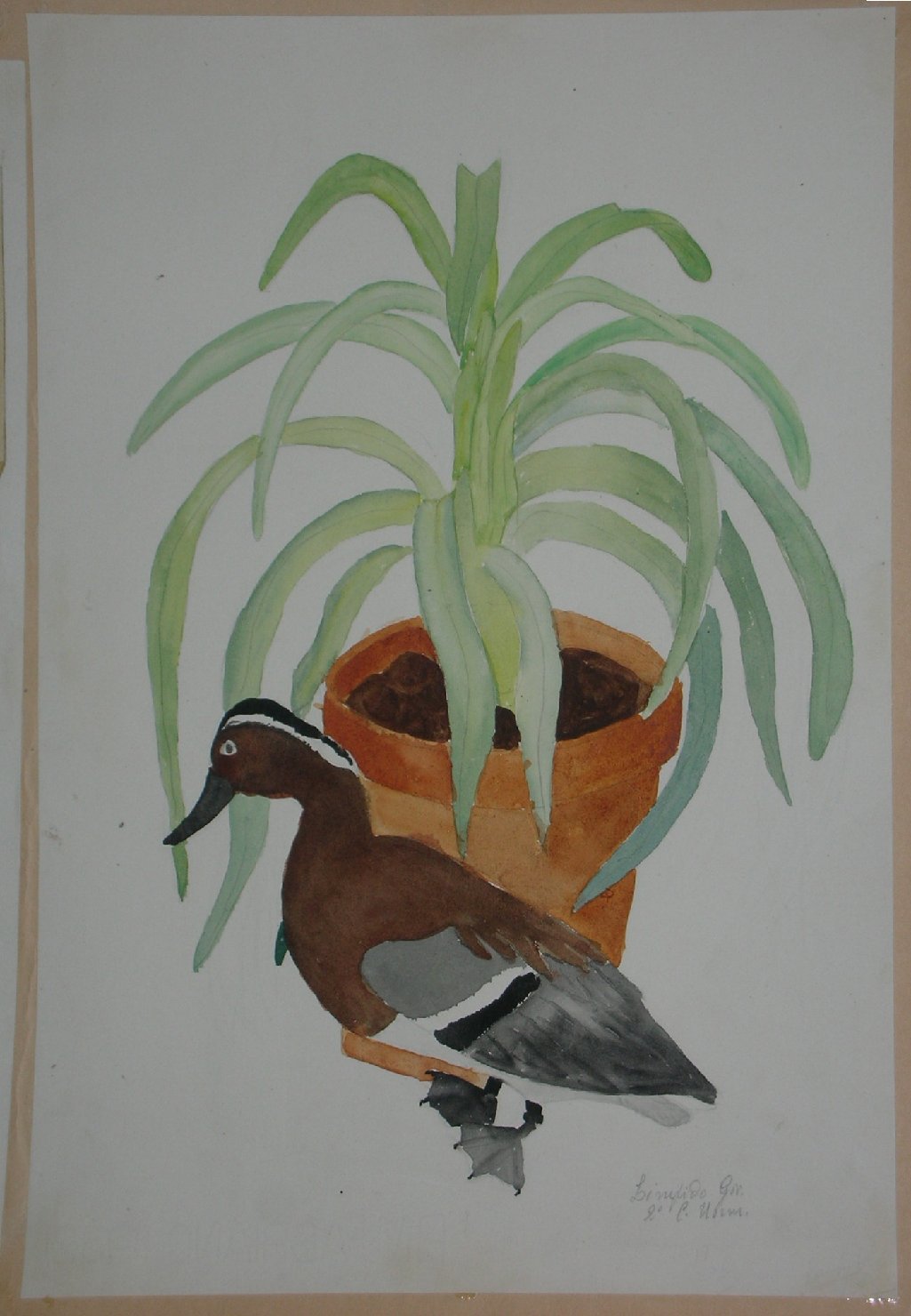 natura morta con oca (disegno, opera isolata) - ambito pisano (sec. XX)