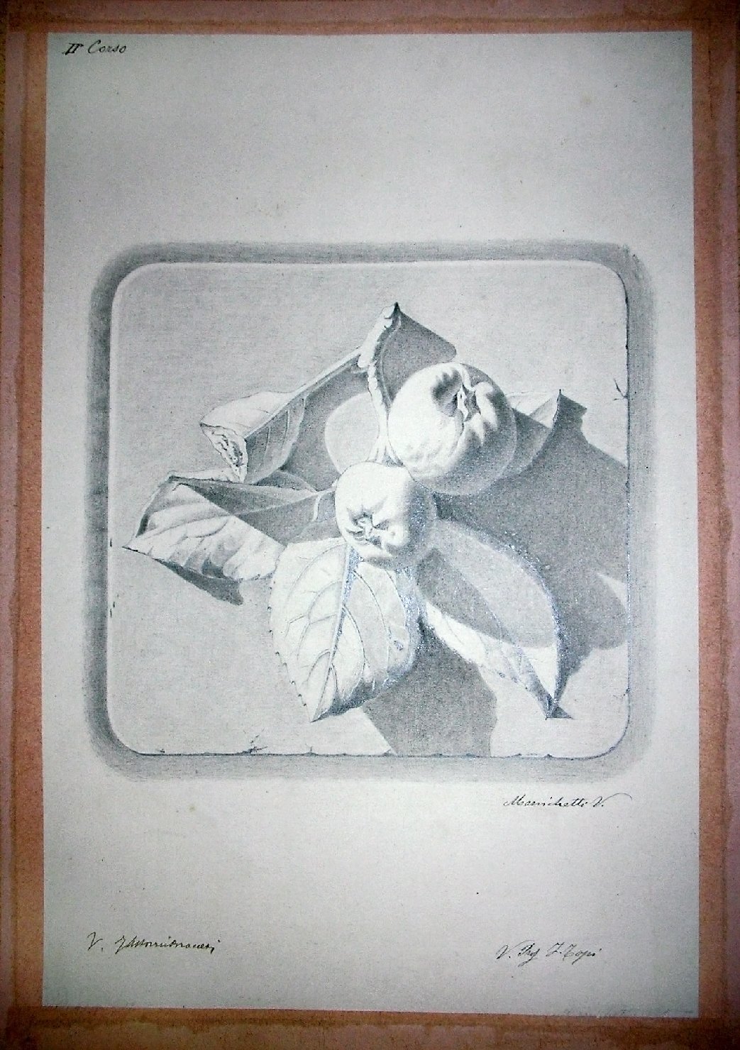 Studio di calco in gesso raffigurante motivo vegetale a rilievo (disegno) - ambito pisano (sec. XIX)