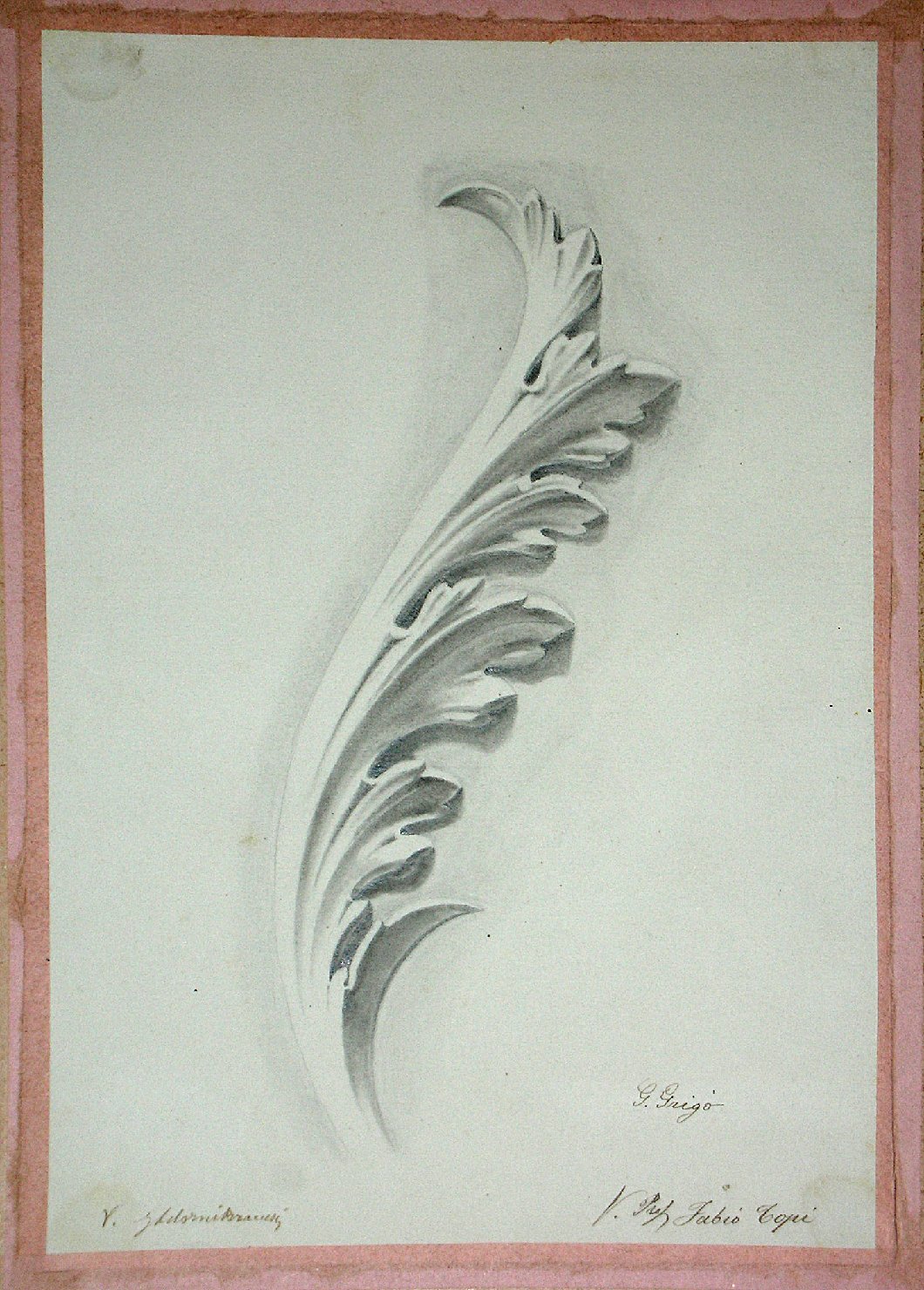 Studio di un calco in gesso raffigurante foglia d'acanto (disegno) - ambito pisano (sec. XIX)