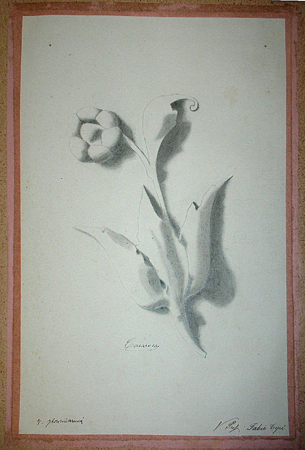 Studio di un calco in gesso raffigurante un fiore (disegno) - ambito pisano (sec. XIX)