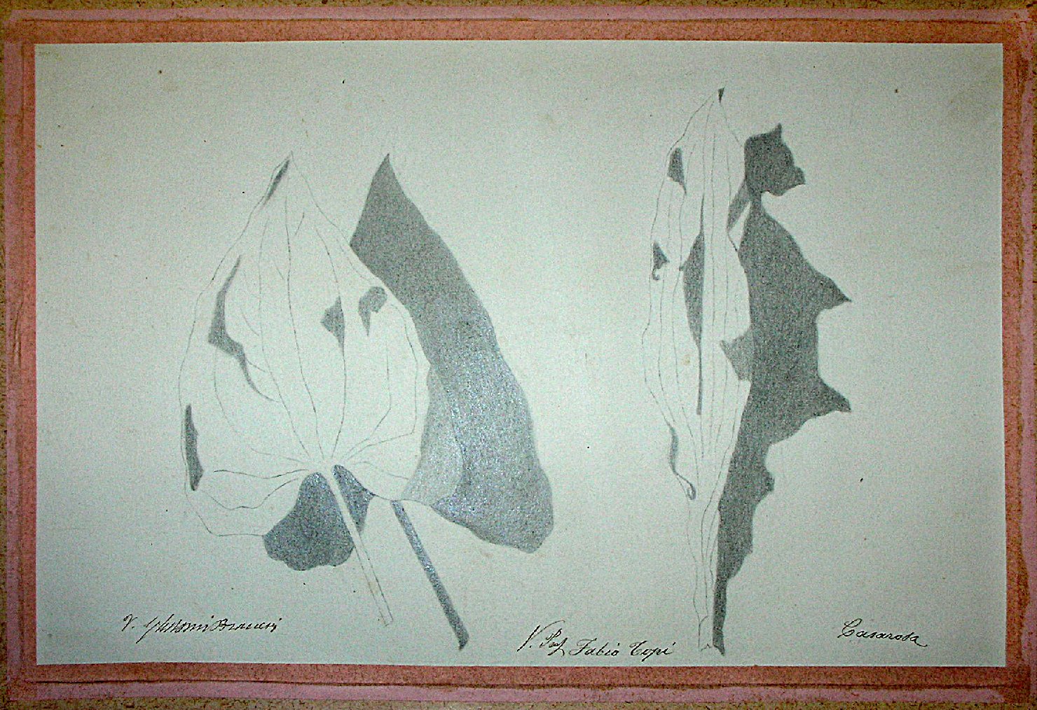 Studio di un calco in gesso raffigurante due foglie (disegno) - ambito pisano (sec. XIX)