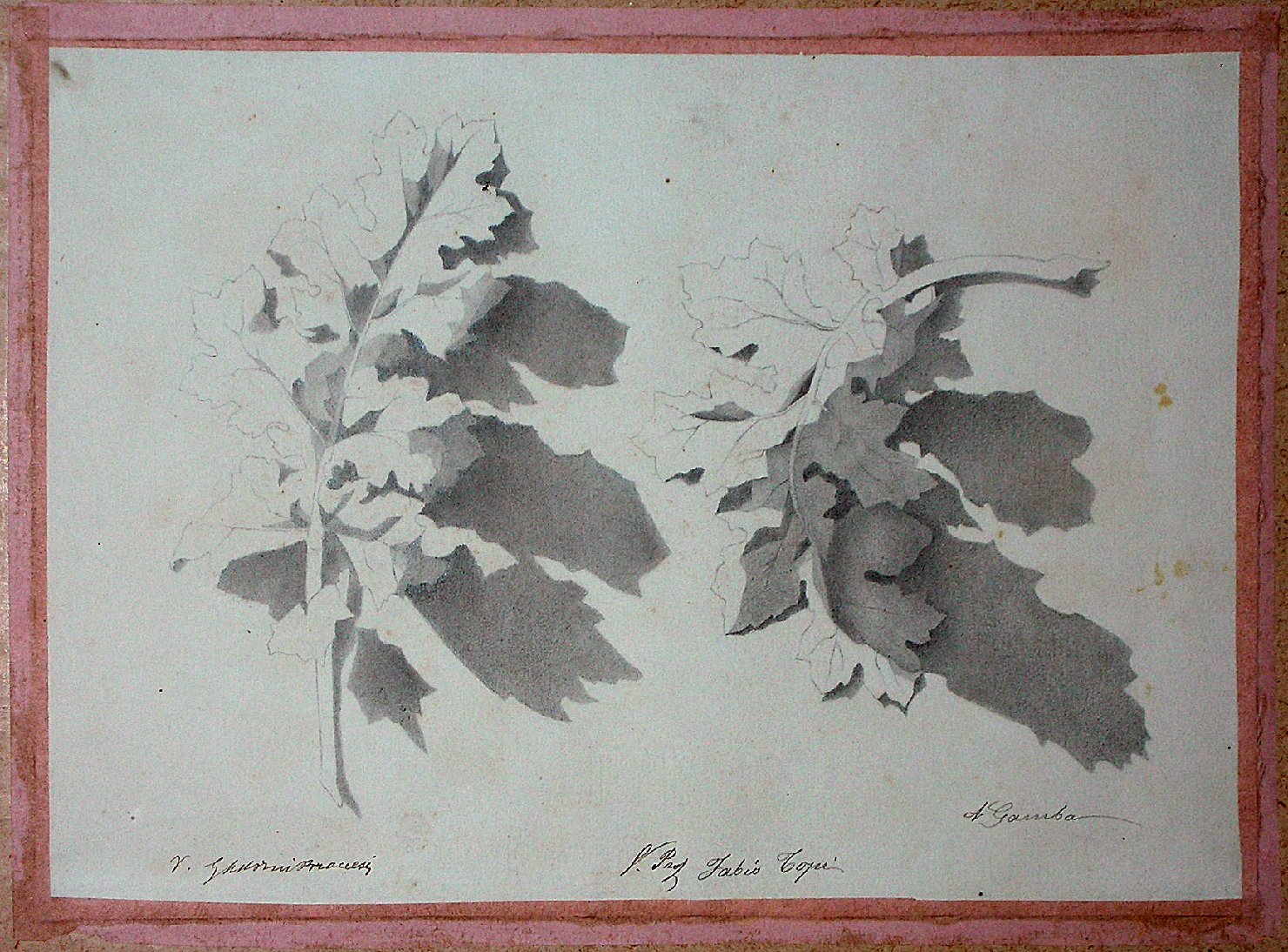 Studio di un calco in gesso raffigurante due foglie (disegno) - ambito pisano (sec. XIX)