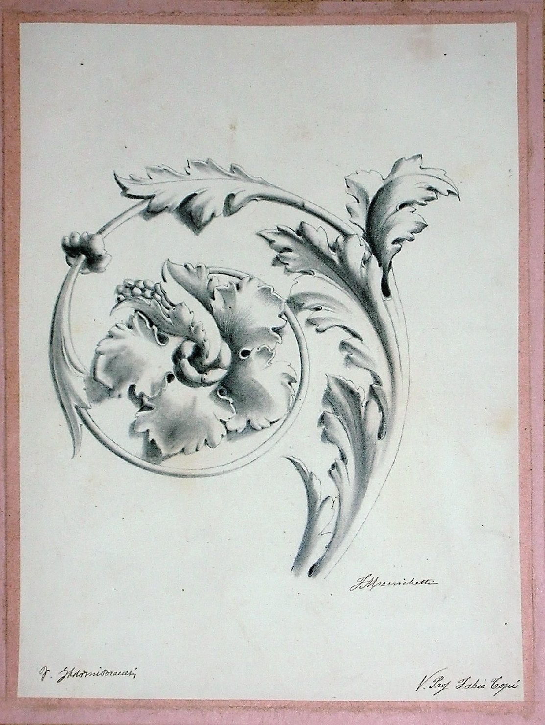 motivo decorativo a volute vegetali (disegno) - ambito pisano (secc. XIX/ XX)