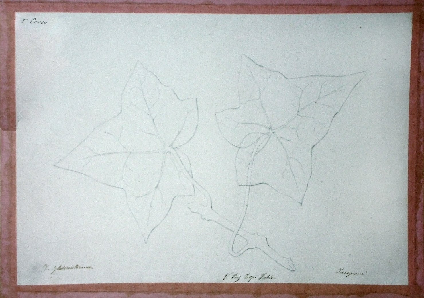 Foglie (disegno) - ambito pisano (secc. XIX/ XX)