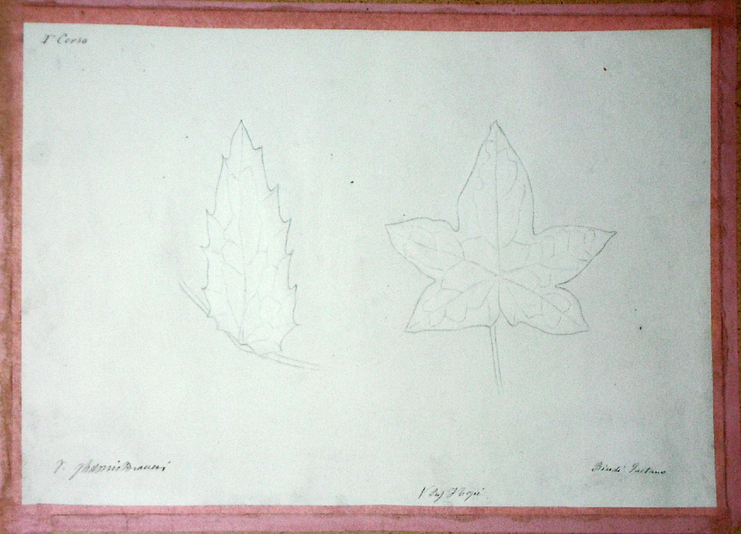 Foglie (disegno) - ambito pisano (secc. XIX/ XX)
