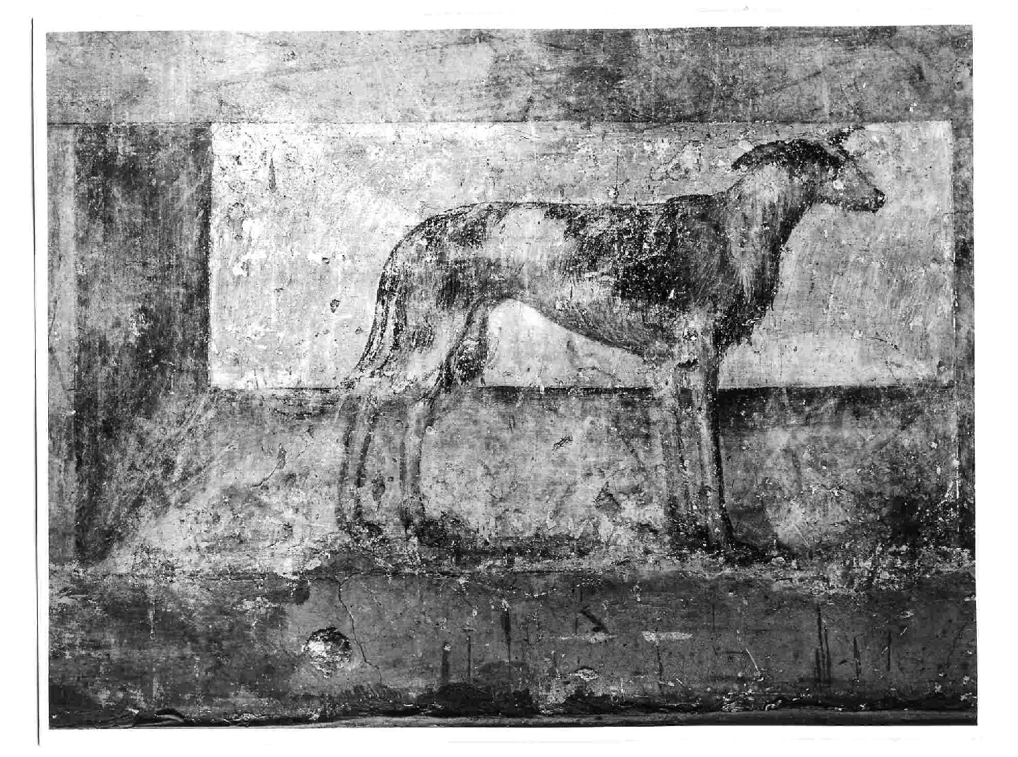 cane (dipinto, elemento d'insieme) di Gherardi Cristoforo (e aiuti) (sec. XVI)