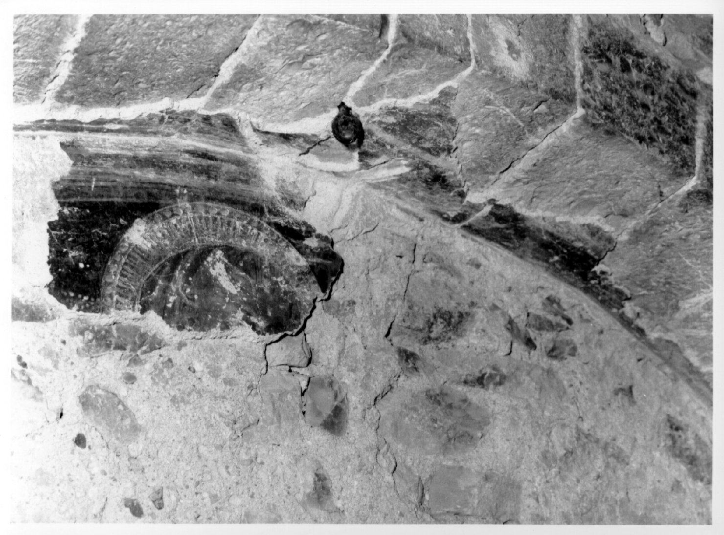 testa aureolata (dipinto, frammento) - ambito umbro (sec. XIV)