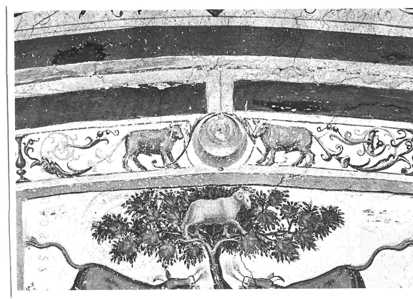 motivi decorativi a grottesche (dipinto, opera isolata) di Battista Tifernate (attribuito) (prima metà sec. XVI)