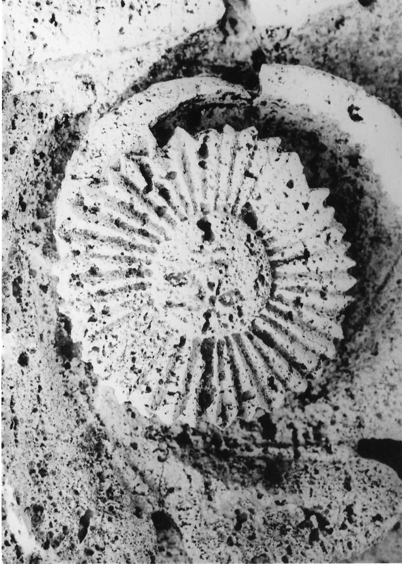 decorazione plastico-architettonica, complesso decorativo di Valadier Giuseppe (bottega) (fine/inizio secc. XVIII/ XIX)