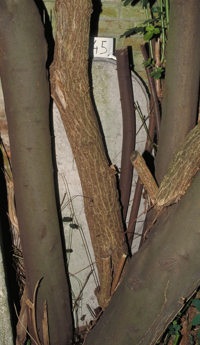 iscrizione (lapide tombale) - ambito veneto (sec. XVIII)