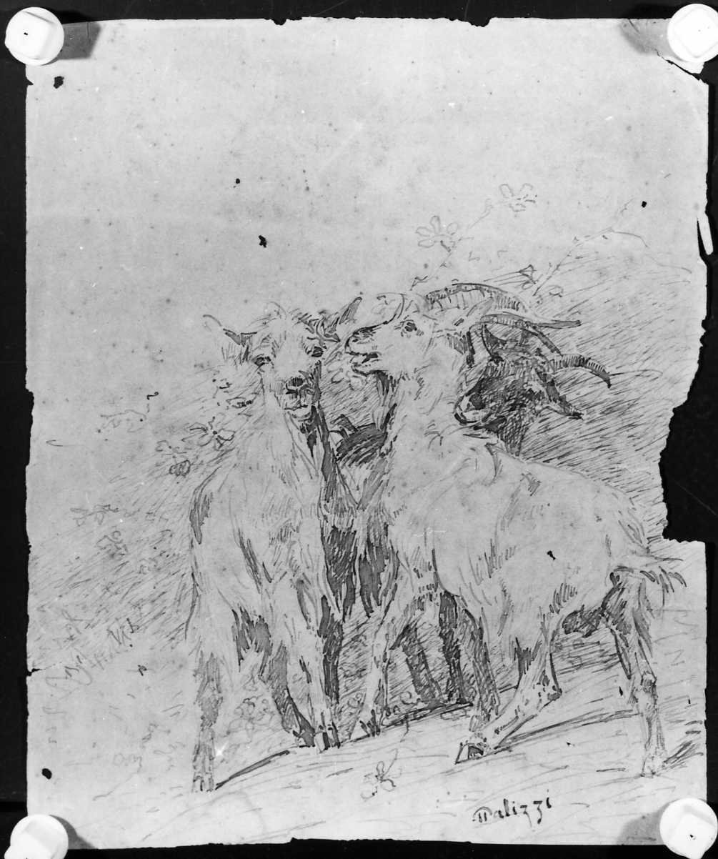 capre (disegno) di Palizzi Giuseppe (sec. XIX)