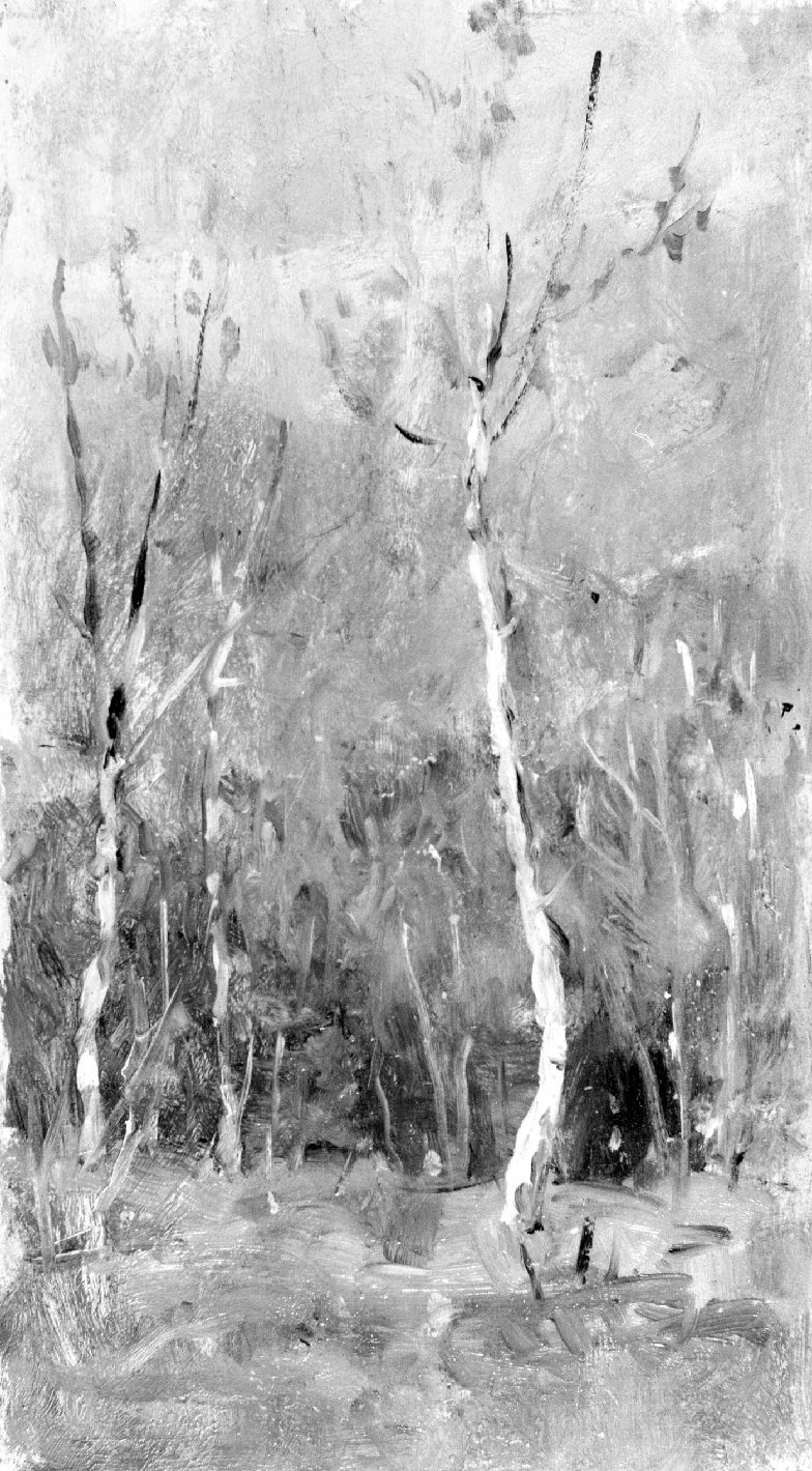 Alberi. Betulle, paesaggio con alberi (dipinto) di Avanzi Vittorio (secc. XIX/ XX)