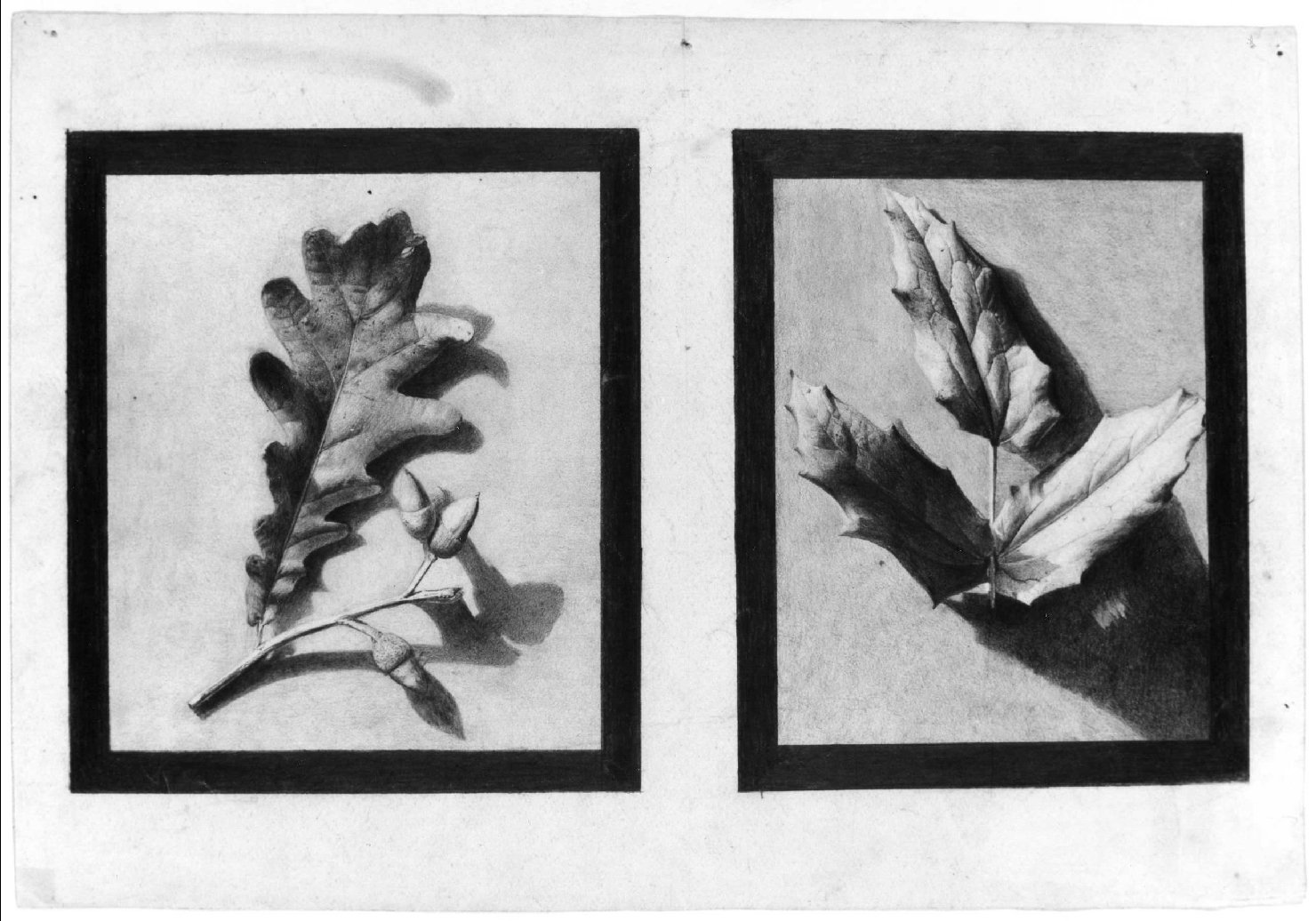 foglie di quercia e foglie d'agrifoglio (disegno) di Belloni Elisa (fine sec. XIX)