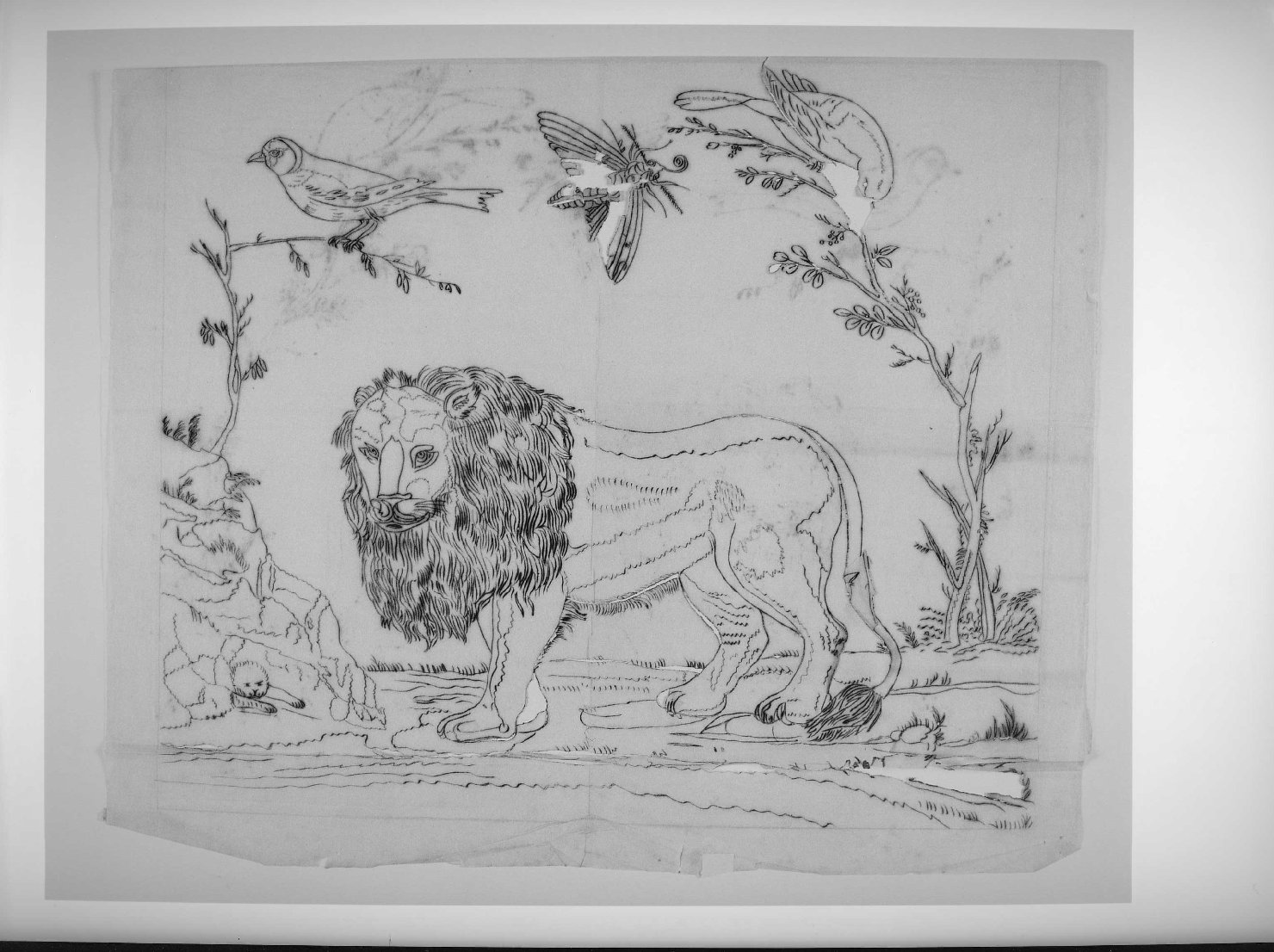 leone (disegno preparatorio) - ambito veronese (sec. XIX)