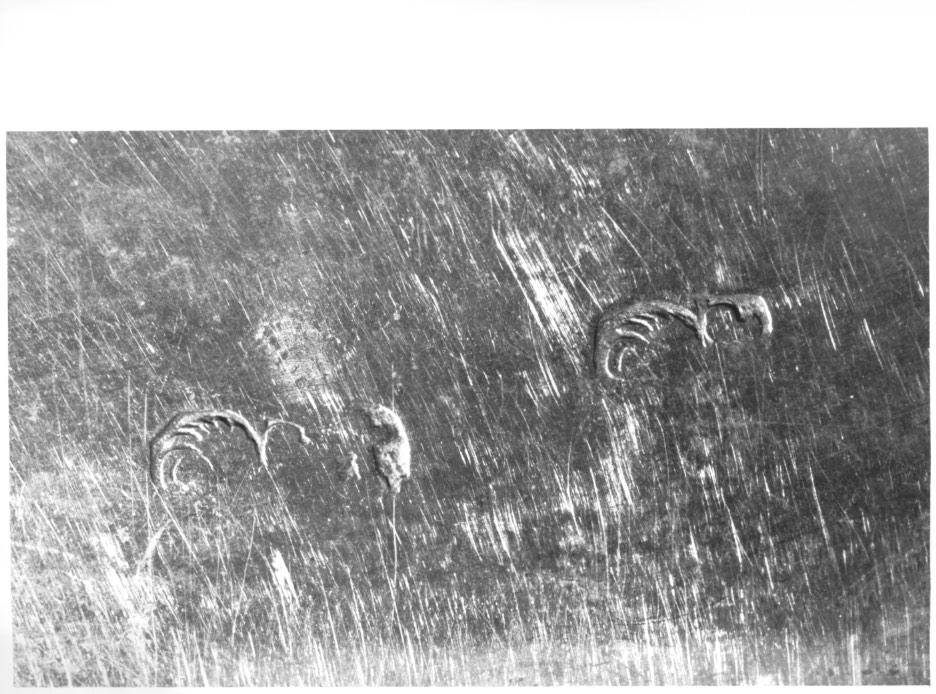 Conchiglia (dipinto, elemento d'insieme) - ambito veneto (sec. XVI)