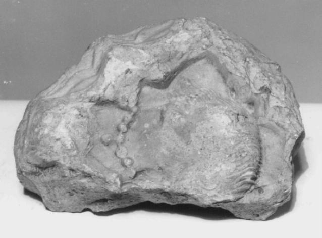 decorazione plastica, frammento - ambito veneto (secc. XVI/ XVII)