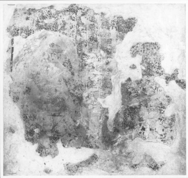 Santa (dipinto, frammento) - ambito trevigiano (?) (secc. XIII/ XIV)