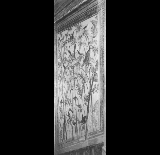 motivi decorativi vegetali/ uccelli (dipinto, frammento) - ambito veneto (sec. XVII)