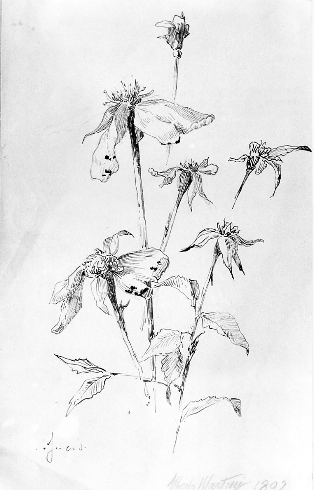 fiori (disegno) di Martini Alberto (sec. XIX)