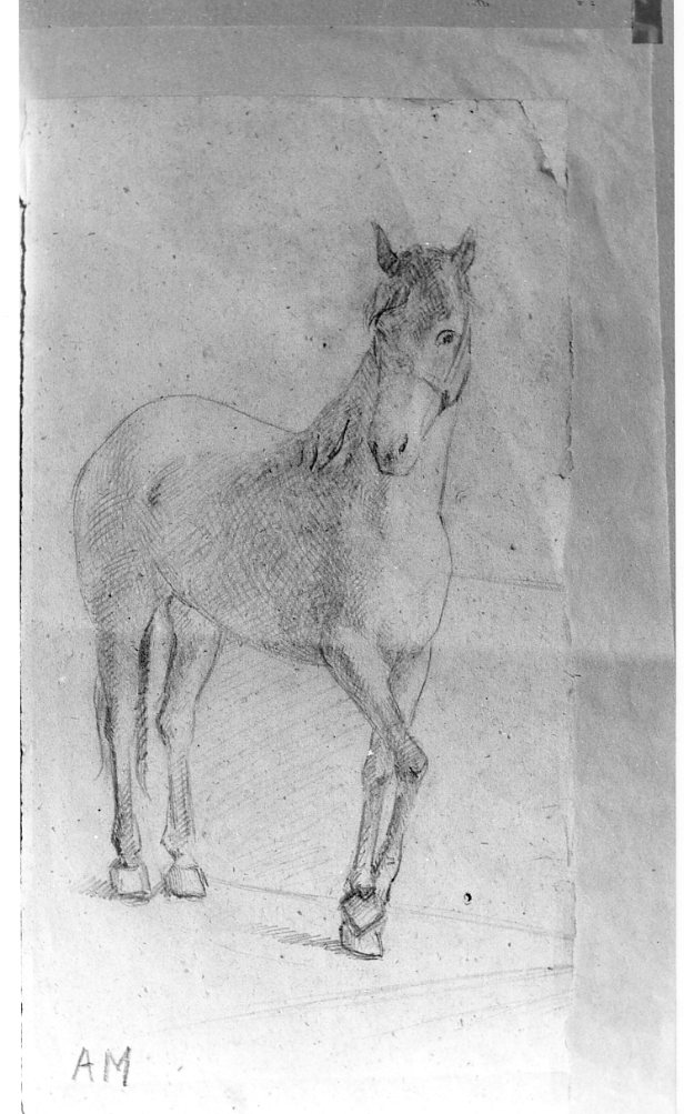 cavallo (disegno) di Martini Alberto (sec. XIX)