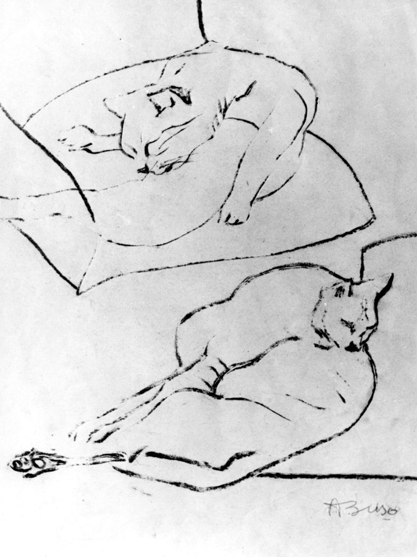gatti (disegno) di Buso Armando (sec. XX)