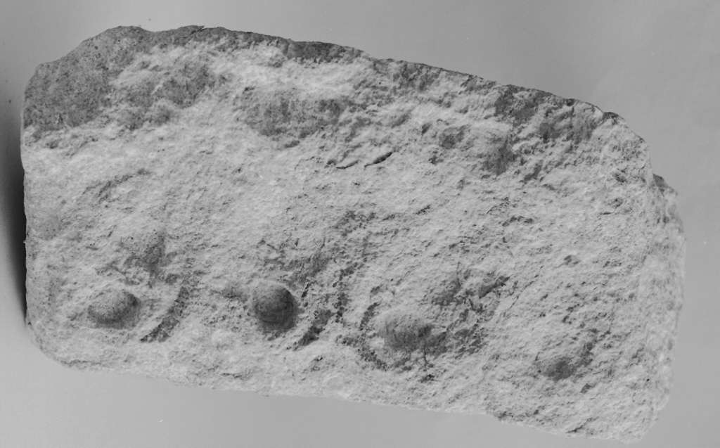 motivi decorativi astratti (cornice architettonica, frammento) - ambito veneto (sec. XIII)