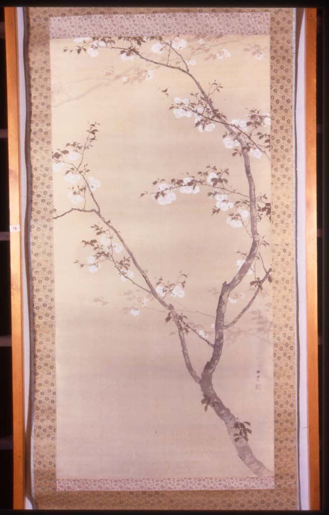 Rami di ciliegio in fiore, fiori (dipinto, opera isolata) di Chikudo (fine/inizio secc. XVIII/ XIX)