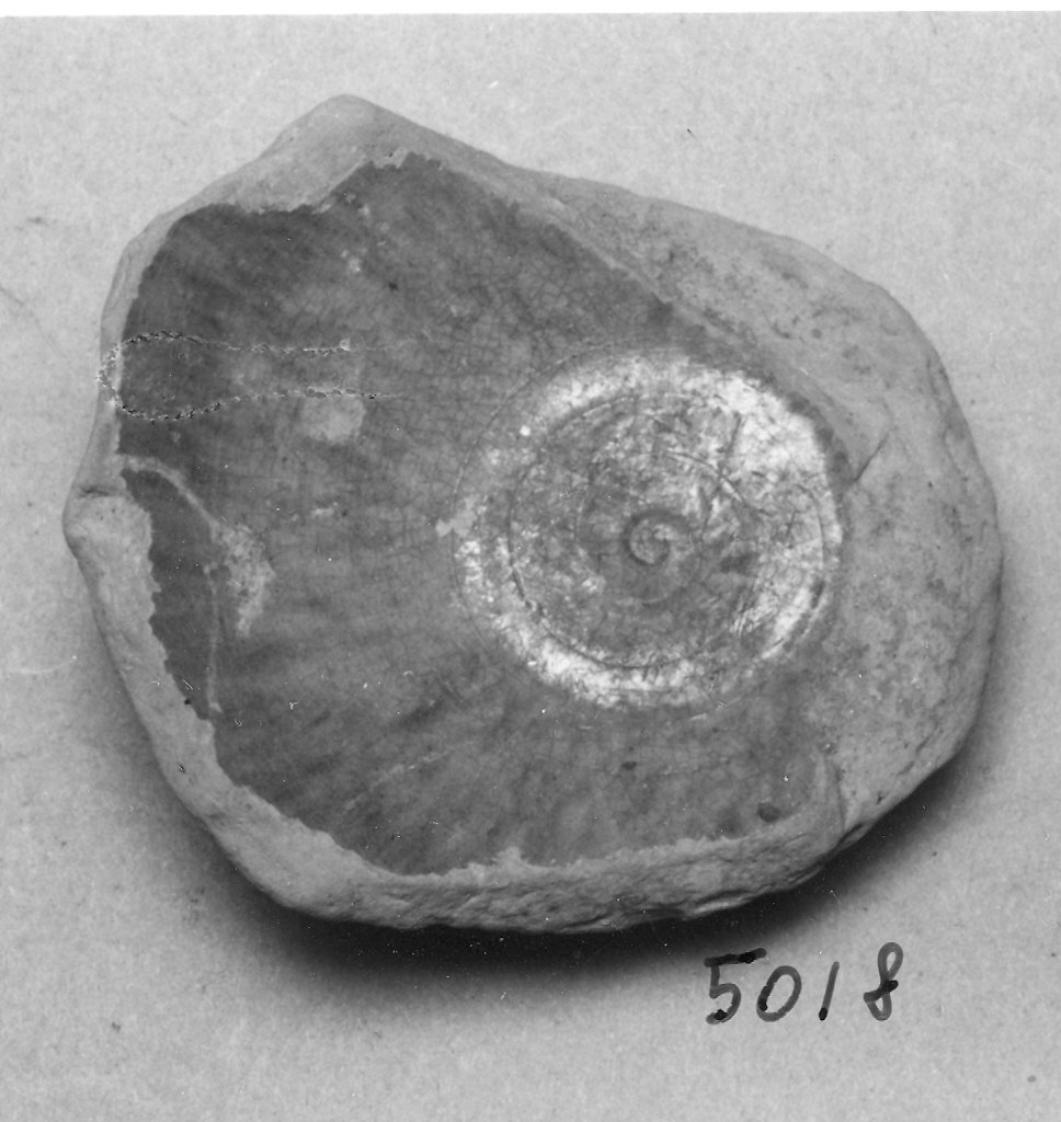 scodella, frammento - ambito veneziano (fine sec. XIII)