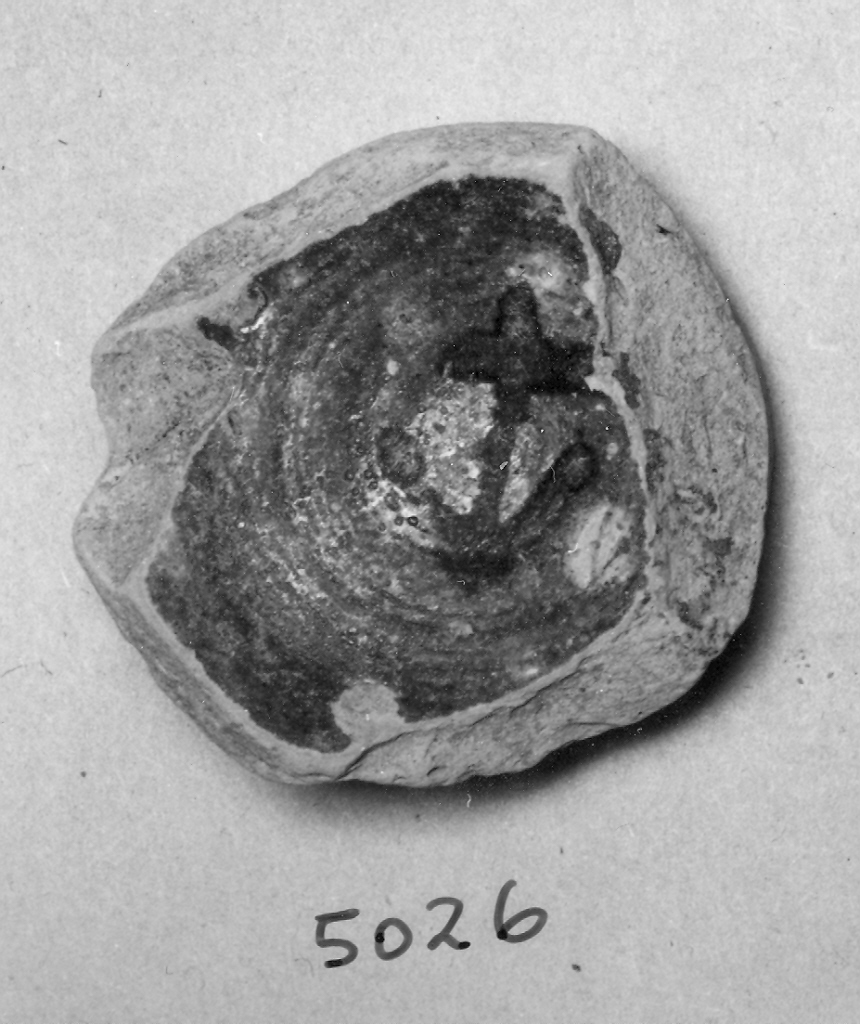 scodella, frammento - ambito veneziano (fine sec. XIII)