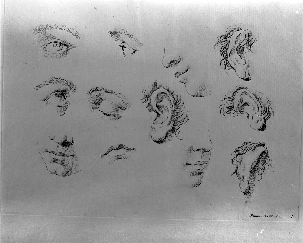 studio di parti anatomiche (stampa) di Bartolozzi Francesco, Piazzetta Giovanni Battista (sec. XVIII)