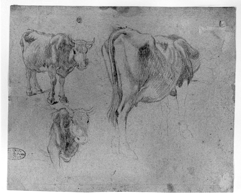 bue (disegno, opera isolata) di Londonio Francesco (attribuito) (seconda metà sec. XVIII)