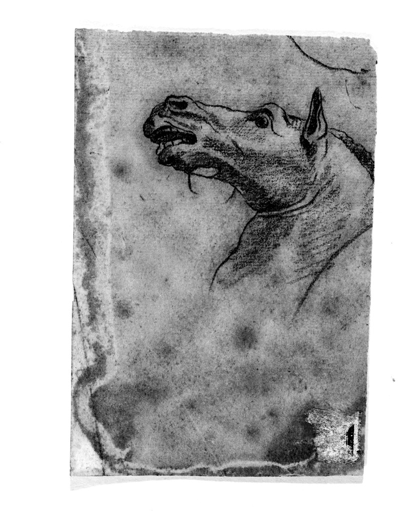 studio di parti anatomiche (disegno, elemento d'insieme) di Pittoni Giovanni Battista (scuola) (sec. XVIII)