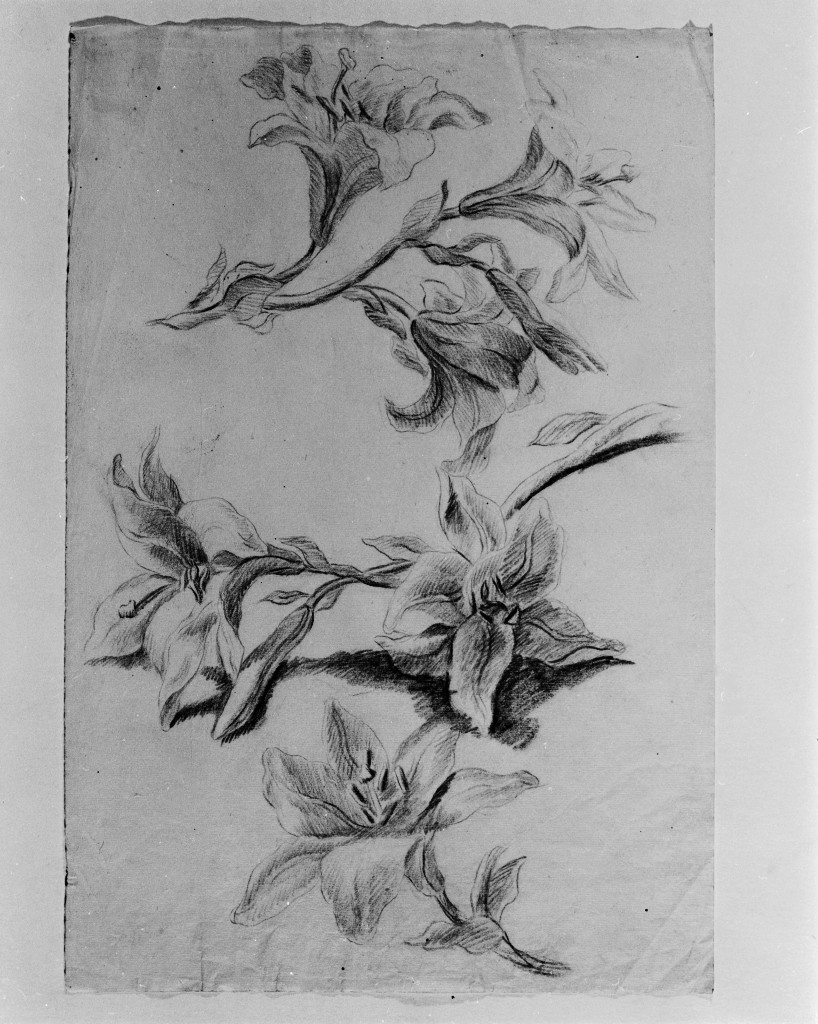 fiori (disegno, opera isolata) di Pittoni Giovanni Battista (scuola) (sec. XVIII)