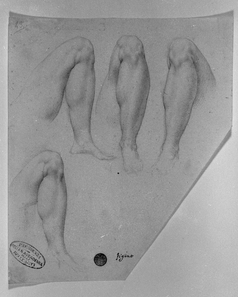 studio di parti anatomiche (disegno, opera isolata) di Figino Giovanni Ambrogio (attribuito) (seconda metà sec. XVI)