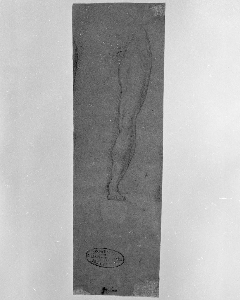 studio di parti anatomiche (disegno, opera isolata) di Figino Giovanni Ambrogio (attribuito) (seconda metà sec. XVI)